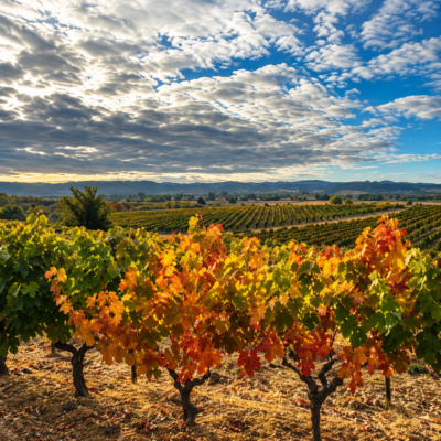 Weinpaket Ribera del Duero - Online-Tasting 10.11.22